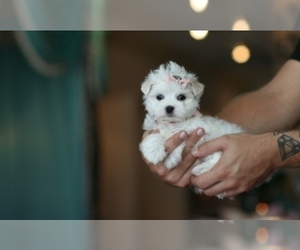 Maltese Puppy for sale in AUSTIN, TX, USA