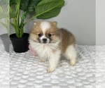 Small #3 Pomeranian