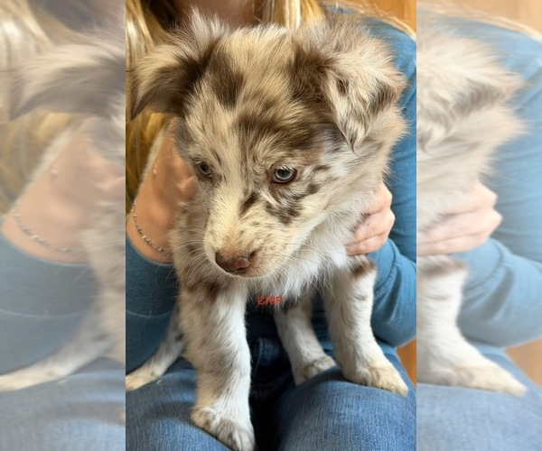 Medium Photo #3 Australian Shepherd Puppy For Sale in CLINTON, NC, USA