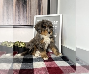Bernedoodle (Miniature) Puppy for sale in FRANKLIN, IN, USA