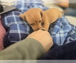 Small Photo #18 Dachshund Puppy For Sale in ALTOONA, PA, USA