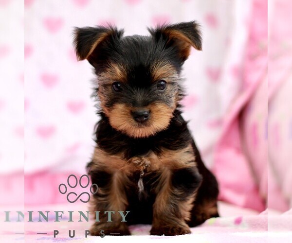 Medium Photo #4 Yorkshire Terrier Puppy For Sale in RONKS, PA, USA