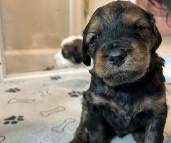 Medium Photo #1 Bernedoodle (Miniature) Puppy For Sale in HENDERSON, CO, USA