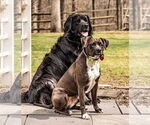 Small #6 Boxer Mix
