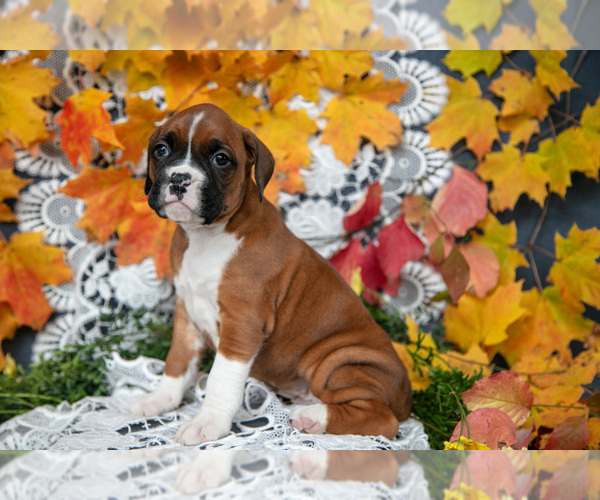 Medium Photo #12 Boxer Puppy For Sale in SHILOH, OH, USA