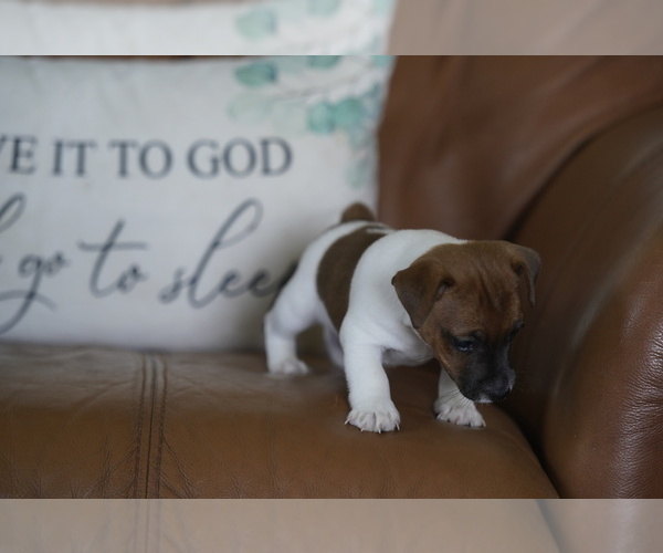 Medium Photo #12 Jack Russell Terrier Puppy For Sale in BELLVILLE, TX, USA