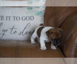 Small #11 Jack Russell Terrier