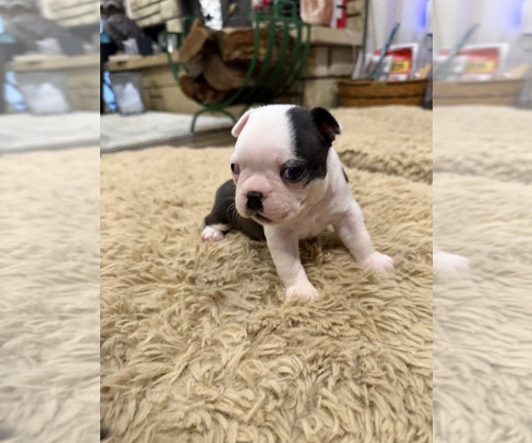 Medium Photo #8 Boston Terrier Puppy For Sale in FREDONIA, KS, USA