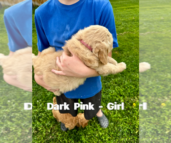 Medium Photo #2 Goldendoodle Puppy For Sale in MONTROSE, CO, USA