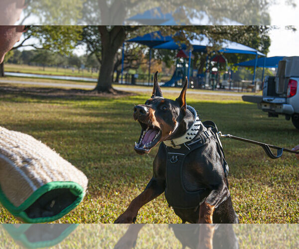 Medium Photo #16 Doberman Pinscher Puppy For Sale in FORT LAUDERDALE, FL, USA