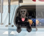 Puppy Luna Labrador Retriever