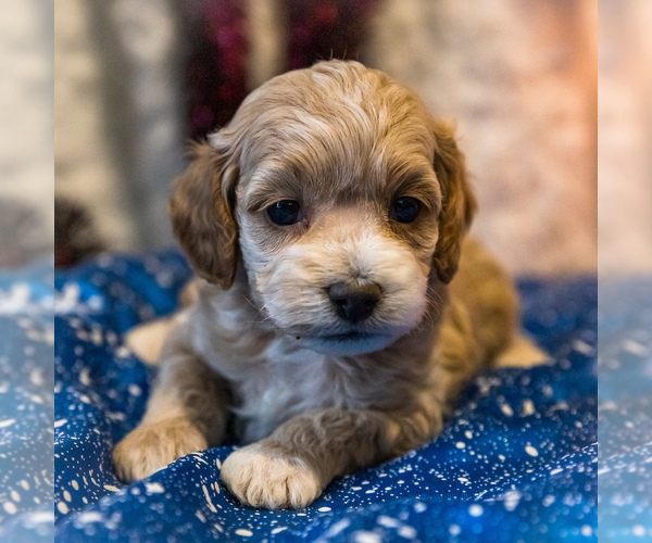 Medium Photo #10 Cockapoo Puppy For Sale in WAKARUSA, IN, USA