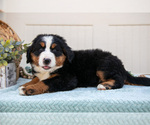 Small Photo #21 Bernese Mountain Dog Puppy For Sale in BIRD IN HAND, PA, USA