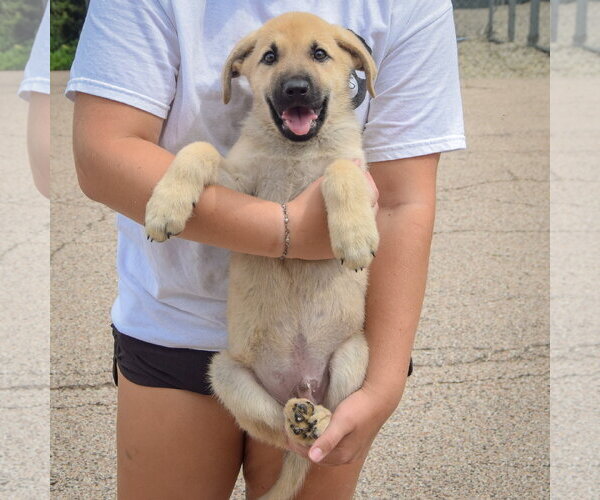 Medium Photo #3 Anatolian Shepherd-German Shepherd Dog Mix Puppy For Sale in Huntley, IL, USA