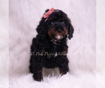 Small #2 Poodle (Miniature)