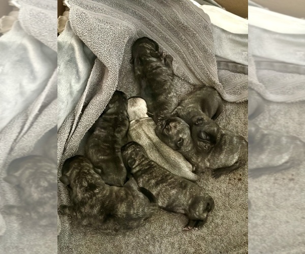 Medium Photo #22 Pug Puppy For Sale in TROY, MO, USA