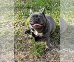 Small Photo #7 French Bulldog Puppy For Sale in LOXAHATCHEE, FL, USA