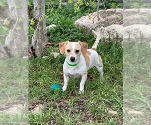 Cheagle Dogs for adoption in Oak Bluffs, MA, USA