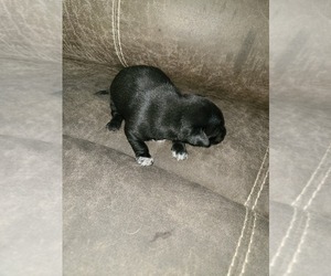 Chihuahua Puppy for sale in NEWPORT NEWS, VA, USA