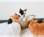 Puppy Puppy 2 Yorkshire Terrier