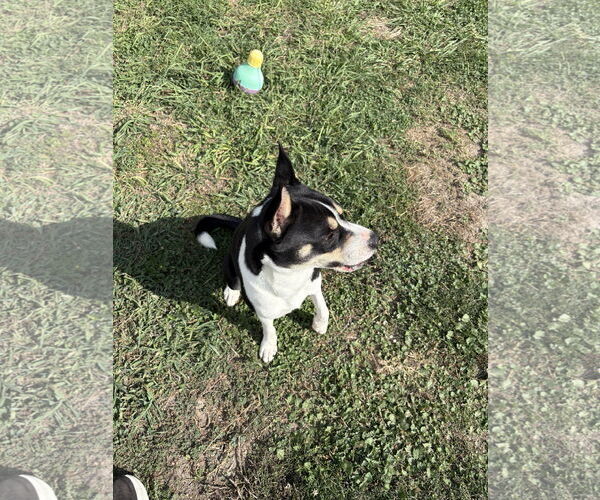 Medium Photo #4 American Staffordshire Terrier-Siberian Husky Mix Puppy For Sale in Rowlett, TX, USA