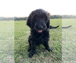 Puppy 2 Labradoodle-Poodle (Standard) Mix