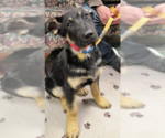Small Photo #1 German Shepherd Dog Puppy For Sale in Kansas City, MO, USA