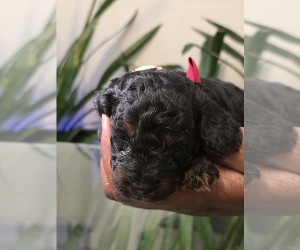 Medium Photo #17 Poodle (Toy) Puppy For Sale in CORAL SPRINGS, FL, USA