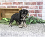 Small #2 Schnauzer (Miniature)