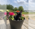 Small Photo #4 French Bulldog Puppy For Sale in HUDSONVILLE, MI, USA