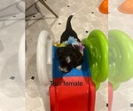 Small #1 Portuguese Water Dog