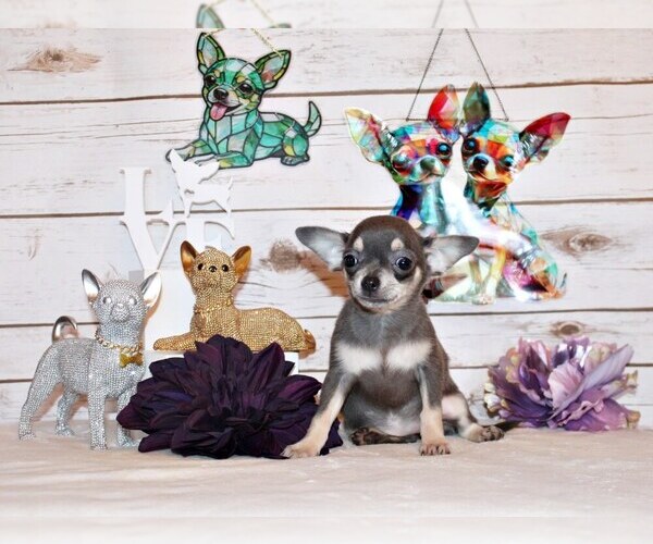 Medium Photo #1 Chihuahua Puppy For Sale in CHARLESTON, AR, USA