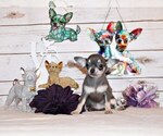 Image preview for Ad Listing. Nickname: Litter of 20