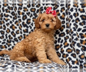 Cavapoo Puppy for sale in LAKELAND, FL, USA