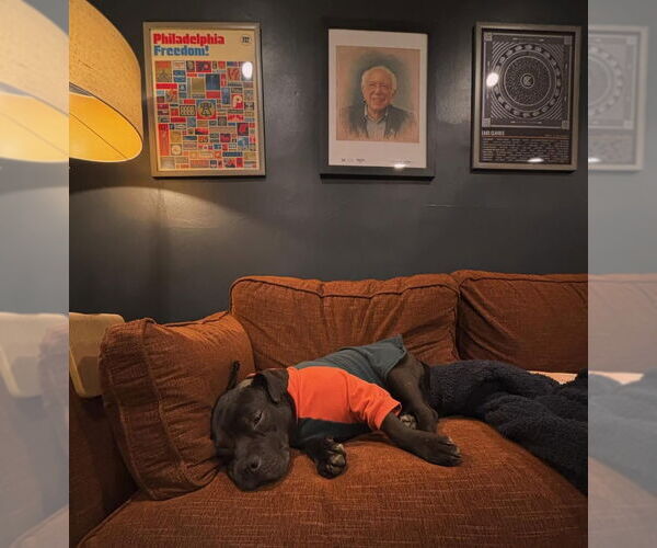 Medium Photo #5 Staffordshire Bull Terrier-Unknown Mix Puppy For Sale in Shermans Dale, PA, USA