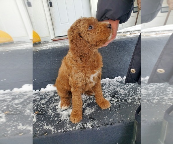 Medium Photo #22 Goldendoodle Puppy For Sale in COKATO, MN, USA