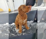 Small Photo #22 Goldendoodle Puppy For Sale in COKATO, MN, USA
