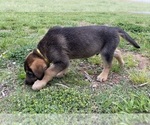 Small Photo #6 German Shepherd Dog Puppy For Sale in HUNTERSVILLE, NC, USA