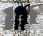 Small Photo #4 Sheepadoodle Puppy For Sale in CLEVELAND, TN, USA