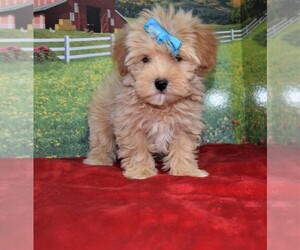 Maltipoo Puppy for sale in BARNESVILLE, KS, USA