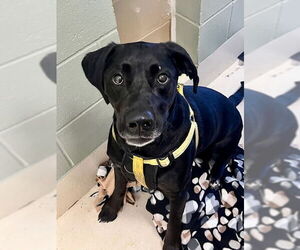 Labrador Retriever-Unknown Mix Dogs for adoption in Webster, WI, USA