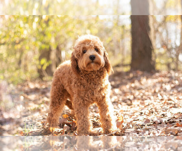 Medium Photo #3 Cavapoo Puppy For Sale in WARSAW, IN, USA