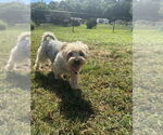 Small #3 Maltese Mix