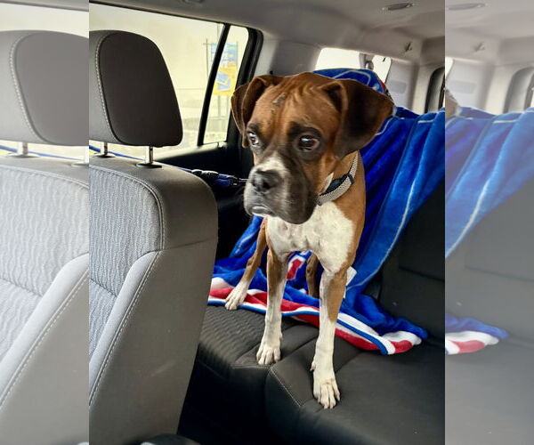 Medium Photo #4 Boxer Puppy For Sale in Dumont, NJ, USA