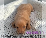 Small #7 Dachshund
