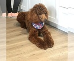 Small Photo #1 Poodle (Standard) Puppy For Sale in MODESTO, CA, USA