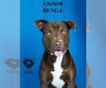 Small #1 American Pit Bull Terrier-Labrador Retriever Mix
