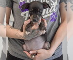 Small #4 Jack Russell Terrier Mix
