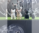 Small #4 French Bulldog