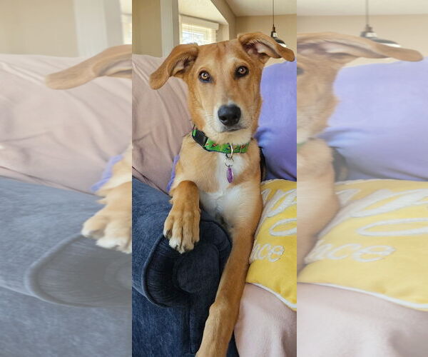 Medium Photo #1 Mutt Puppy For Sale in Cary, NC, USA